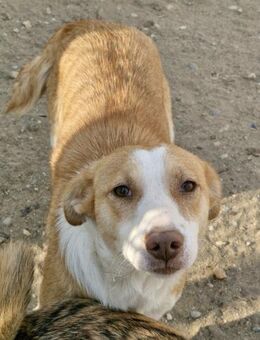 Jenny, lieb, Menschen bezogen anhänglich - Bochum
