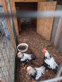 Gruppe aus 3 Hähnen und 3 Hennen abzugeben - Bennewitz