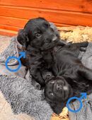 Süße Hundewelpen suchen Heim in 66115