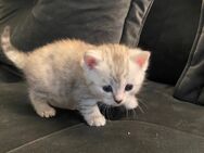 Katzenkinder 🐱❣️ Kitten - Reinbek