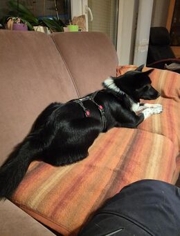 Ich bin es Hope ! Warum sieht mich keiner !!!! Bin ca 9 Monate und warte geduldig auf meine zukünftige Familie - Hohe Börde