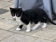 Europäische kurzhaar Hauskatzen Kittys - Nalbach