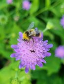 Wald- Witwenblume, Wald- Knautie (Knautia dipsacifolia) in 88263