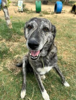 Loba sucht Einzelplatz - Marienfließ