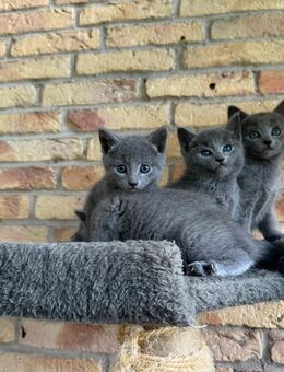 Russisch Blau Kitten - Weilbach