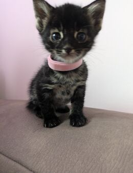 Bengal Mix Kitten - Kempen