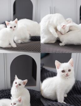 Britisch Kurzhaar Türkisch van Kater kitten sofort Abgabe bereit - Kempen Zentrum