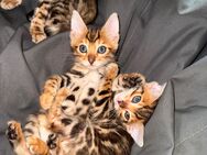 Bengal Kitten in toller Optik und seltenen Farben - Wriezen