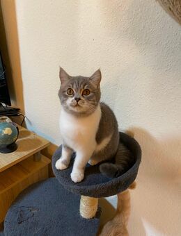 Baby junger Kater BKH .Mama BKH Papa Perser. 4 Monate alte - Mainz