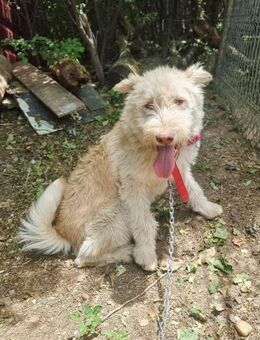 Baxter- ein fröhlicher Hundejunge - Meuselwitz