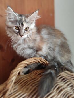 Maine Coon reinrassig 13 Wochen alt - Minden Stemmer
