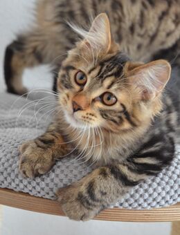 Kurilian Bobtail Kitten Katzenbaby Kater - Mosbach
