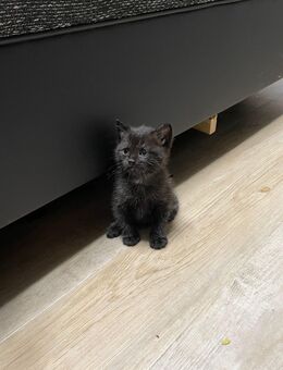 Süße Kitten in liebevolle Hände abzugeben - Halle (Saale)