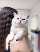 Erfahrener Bkh Deckkater Silver tabby Bg. B in 50765