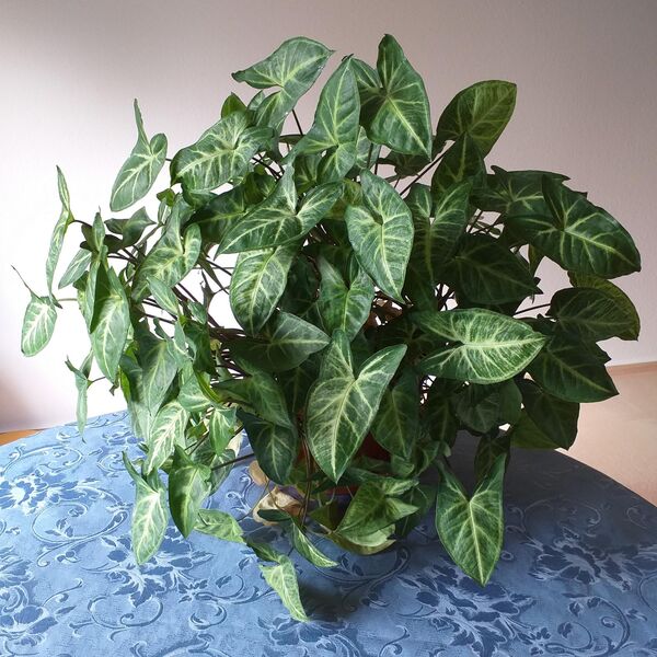 Große Grünpflanze Purpurtute Syngonium podophyllum Sorte Arrow - Hamburg Wandsbek