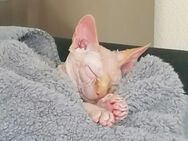 Canadian Sphynx Katze - Dortmund