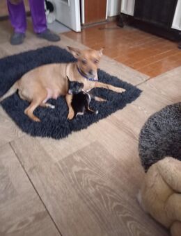 Chihuahua Rehapinscher Mix Welpen zu verkaufen - Fladungen