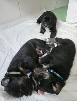 🐾 Süße Welpen suchen ein liebevolles Zuhause! 🏡❤️ - Emstek