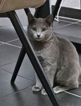 Russisch blau kitten mit Stammbaum zu verkaufen - Duisburg