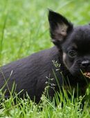 Französische Bulldoggen Welpen aus langjähriger deutscher Zuchtstätte - ohne Qualzuchtmerkmale- in 60311