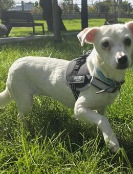 Elsa - sanftmütige herzliche Maus - Velbert