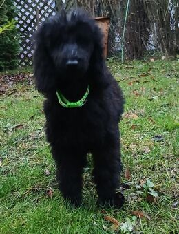 Grosspudel Kinder in schwarz suchen ein Zuhause - Schulzendorf