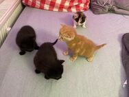Kleine Katzen abzugeben - Buchenberg