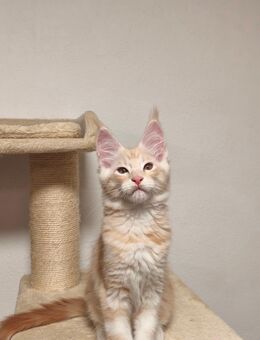 Maine Coon Kätzchen Reinrassige - München