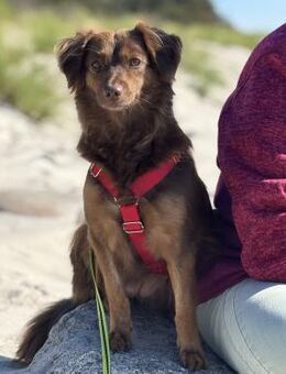 CSILLI SUCHT IHR TRAUMZUHAUSE - Nörten-Hardenberg