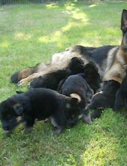Deutsche Schäferhund Welpen aus Kör- und Leistungszucht - Diepholz