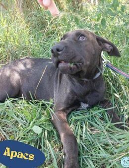 Apacs VA, kleiner Sonnenschein - Rheine