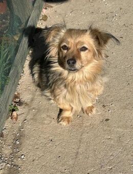 kleine Rosie, 23cm, 4,8kg sucht - Köln