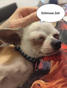 Chihuahua Deckrüde - Mühlhausen (Regierungsbezirk Mittelfranken)