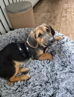 FRANZ - zuckersüßer Hundejunge - Kallmünz