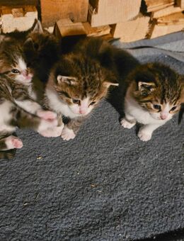 4 Katzenbabys - Rothenfels