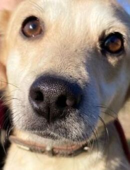 Hundelady ZARA - Gefrees