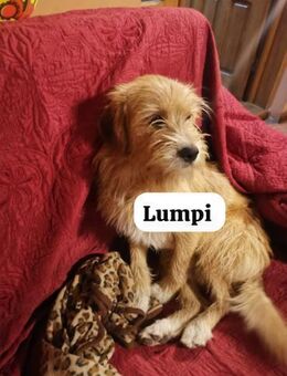 Lumpi - ausgesetzt, weil er 1 Hausschuh - Berlin