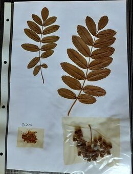 Vintage Herbarium aus den 70er Jahren - - Niederfischbach