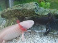 Axolotl mit komplettem Zubehör - Altensteig