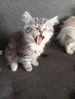 Norwegische Waldkatze - Pilsting