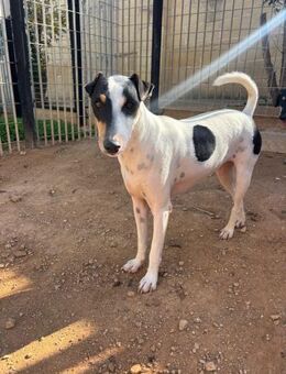 Treuer Frans braucht Halt - Berlin