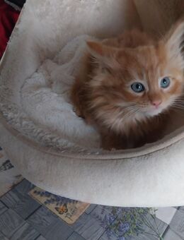 Maine Coon Kitten - Doberlug-Kirchhain Zentrum