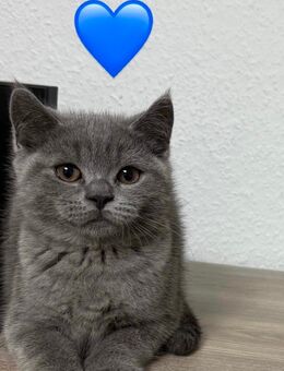 Süße Britisch-Kurzhaar-Kitten abzugeben – 1 Mädchen & 1 Junge noch frei - Herford (Hansestadt)