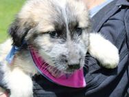 Hundebaby Nanuk sucht Geborgenheit - München