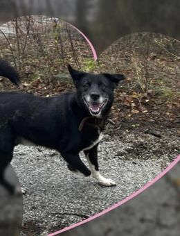 Idealer Familienhund SAMMY sehr sozial♥️ - München