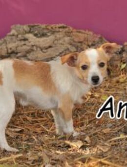 Die zarte Amiga stellt sich vor❤️ - Essingen (Rheinland-Pfalz)