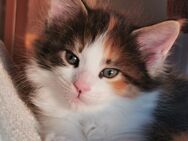 Traumhaftes, reinrassiges MAINE COON KITTEN ~ weiblich - Plankenfels