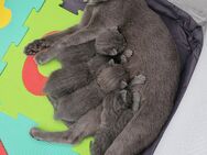 Reinrassige Russisch Blau Kitten ohne Stammbaum - Langen (Hessen)