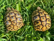 Griechische Landschildkröten kontrastreich gezeichnet NZ 2024 - Reinheim