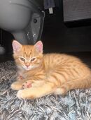 Britische kurzhaar kitten in 69226